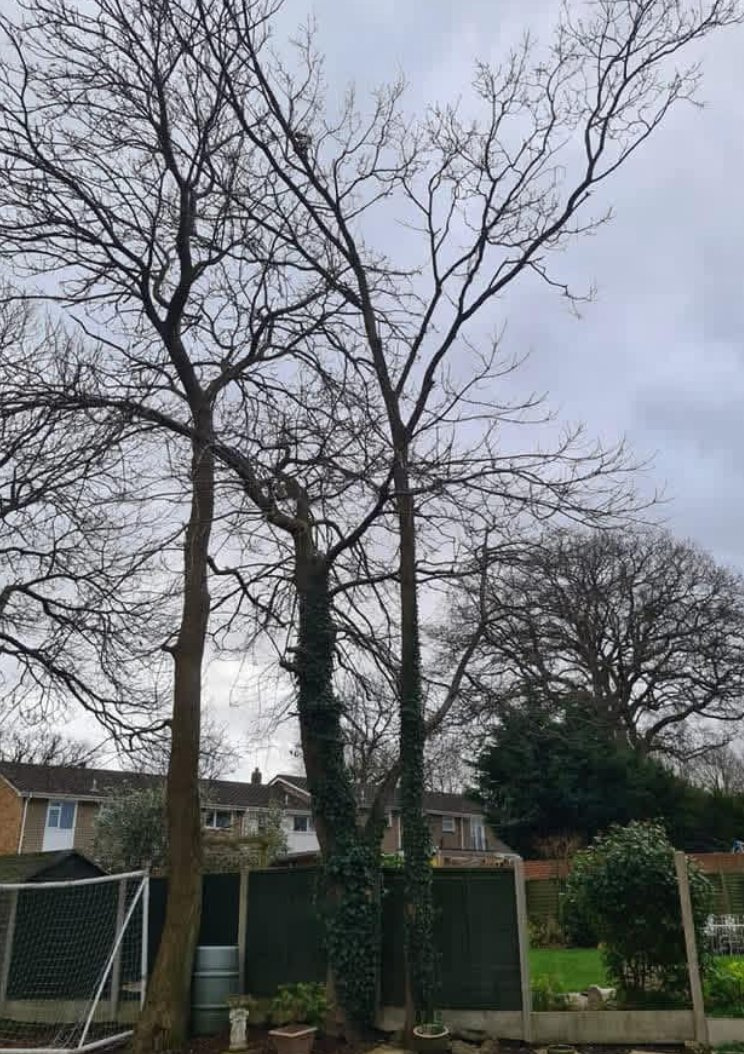 Garden trees managed