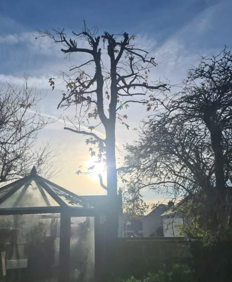Reduced by the greenhouse