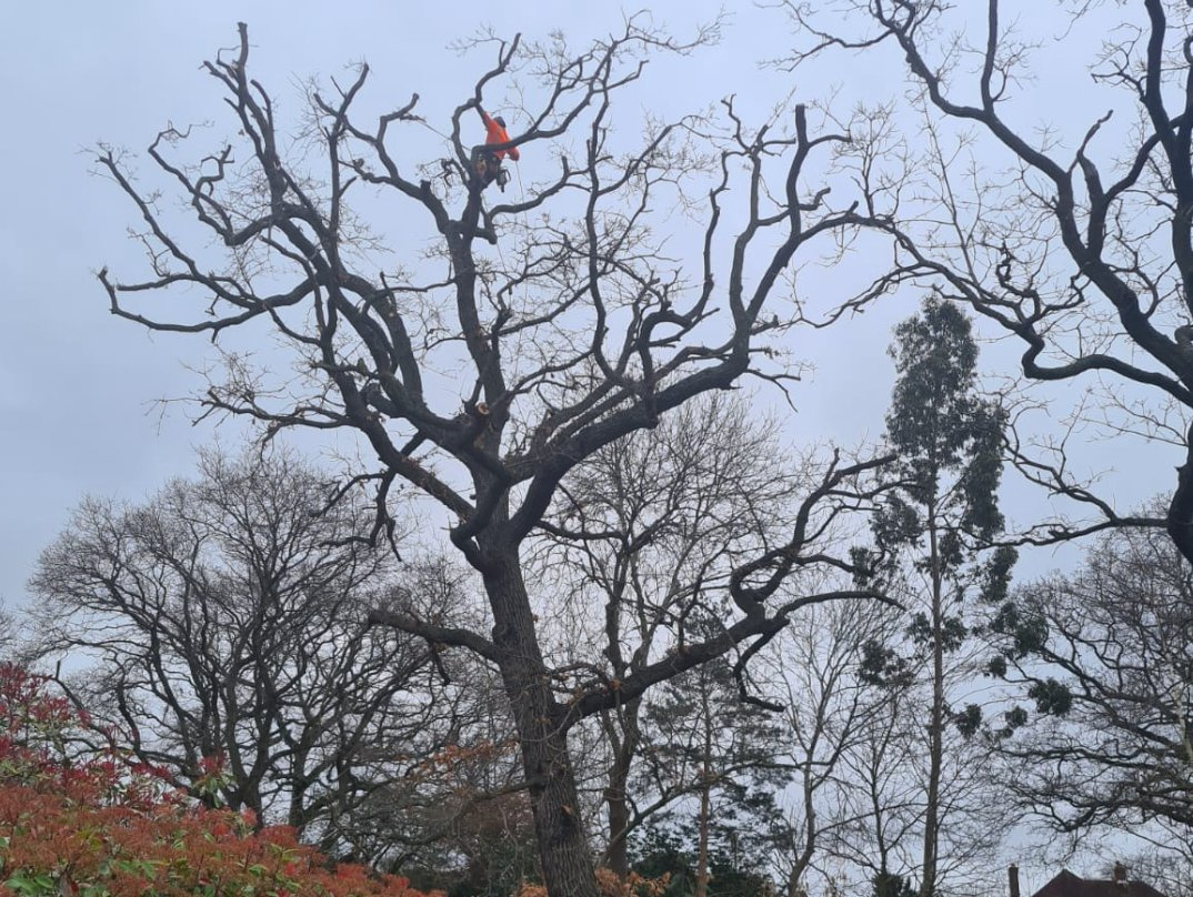 High canopy work