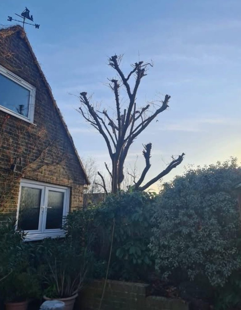 Pollarded clear of the house